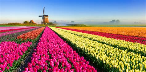 Tulip Season in Holland | Slow Tours