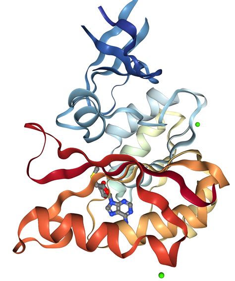 Fibrillarin Protein Overview | Sino Biological