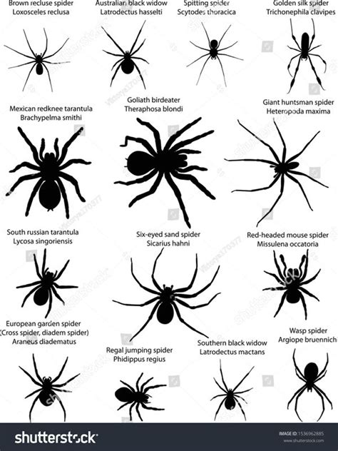 Collection Different Species Spiders Silhouettes Stock Vector (Royalty ...