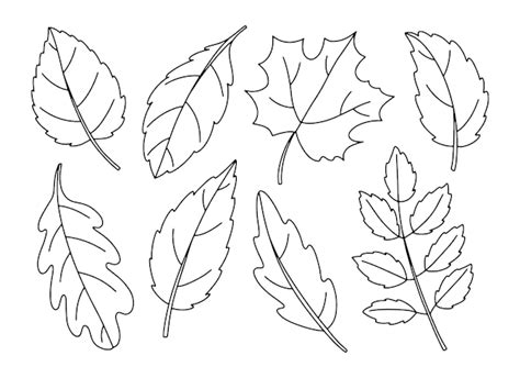 Premium Vector | Line art set of autumn leaves outline collection