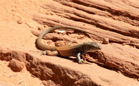 Western Whiptail Lizard!? by ceannairceach09 on DeviantArt