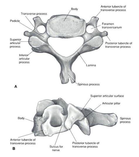 Pictures Of Cervical Vertebra