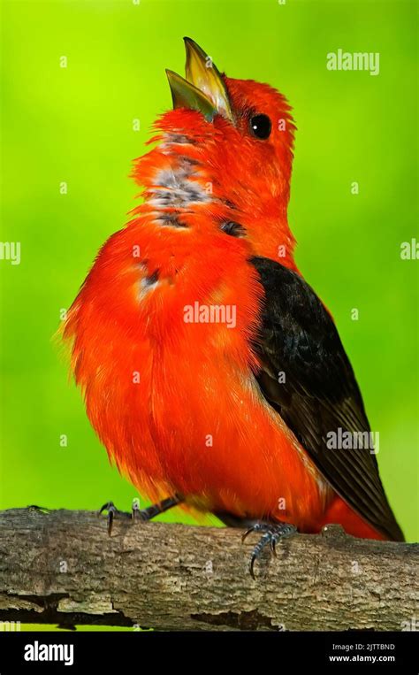 Scarlet Tanager. Piranga olivacea. Forest Park, Queens New York. A male ...