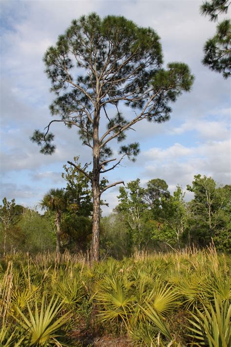 Pinus elliottii (Slash Pine, Southern Florida Pine, Swamp Pine, Yellow ...