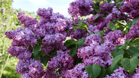 When And How To Prune A Lilac Bush Like a Pro - RayaGarden