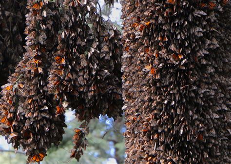 Mexico Monarch sanctuaries: Which are the best? – The Monarch Crusader