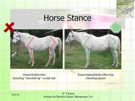 Trimming Impact On Horse Stance – Institute for Barefoot Equine ...