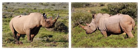 What's the Difference Between Black and White Rhinos? — Wildlife Woods