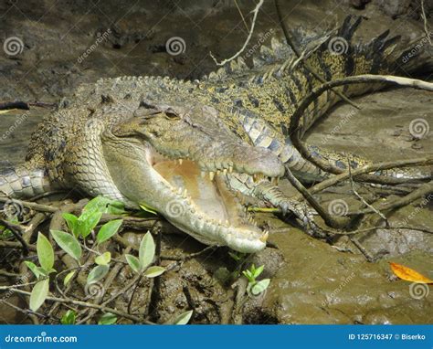 Crocodile in the swamp stock image. Image of jungle - 125716347