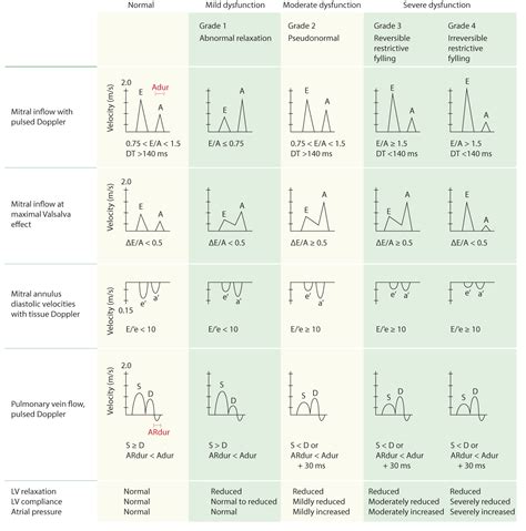 Reference (normal) values for echocardiography