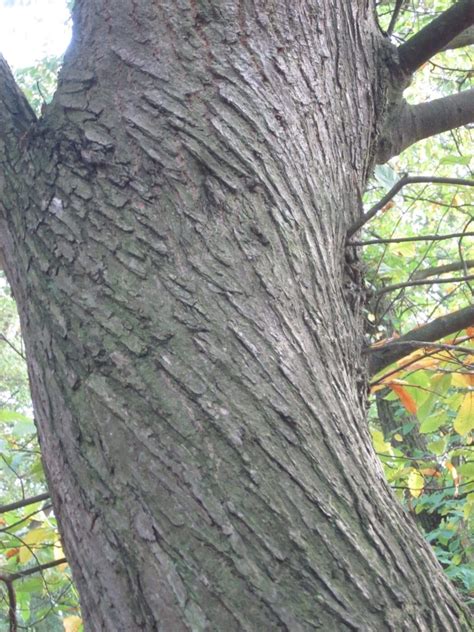 Sweet Chestnut - Tree Guide UK Sweet Chestnut tree identification