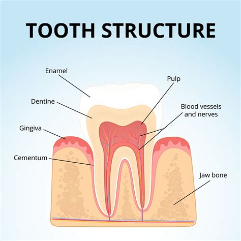 Enamel, the Hero of your Teeth — Tulsa Teeth Cleaning | Tulsa Modern Dental