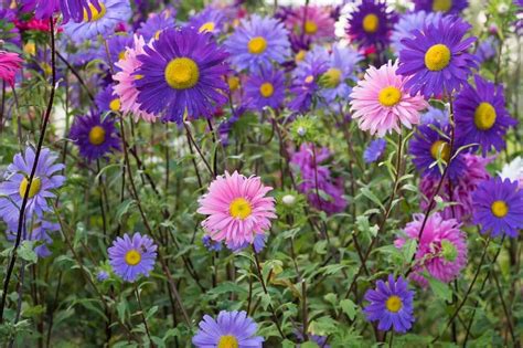 Aster Flower Meaning, Symbolism, Popular Types, and Uses - Petal Republic