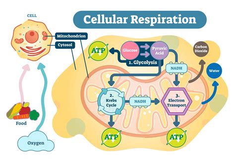 Cellular Respiration Cell Diagram