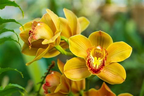 Cymbidium | Orchid Care, Growing Tips & Varieties | Britannica