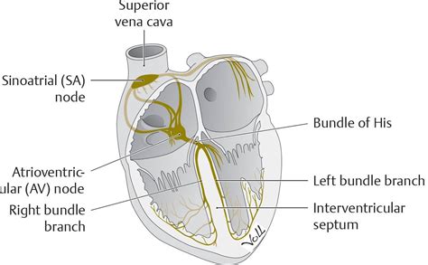 Heart Anatomy Sa Node | Images and Photos finder