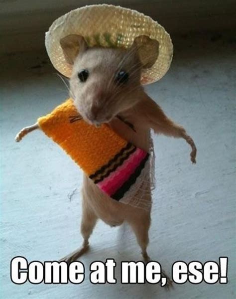 Juan, The Mexican Mouse | Funny captions, Animal captions, Funny animal ...