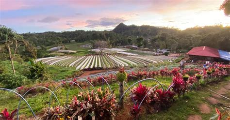 Famous Orchard Farms In The Philippines