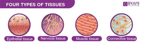 Tissues - An Overview of Tissues, its Types and Functions