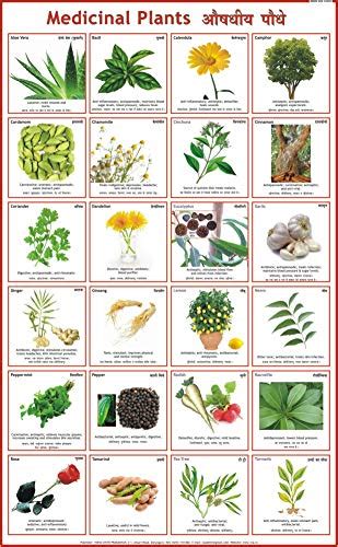 Medicinal Plants Chart : Vidya Chitr Prakashan, Biology Charts, Science ...