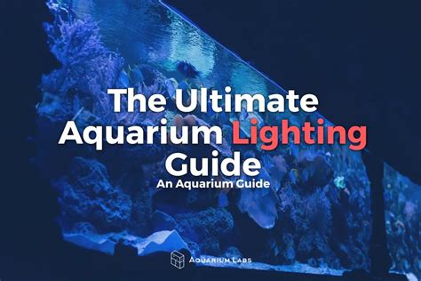 The Ultimate Aquarium Lighting Guide | Aquarium Labs