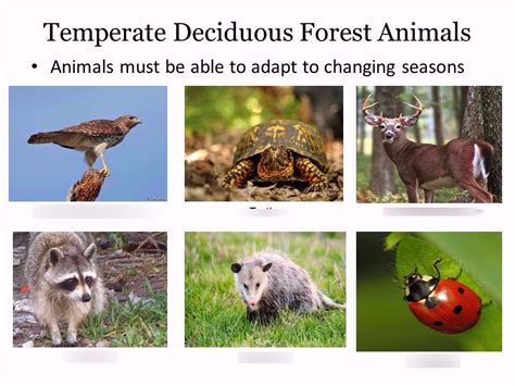 Deciduous Forest animals Diagram | Quizlet