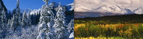 Taiga Climate | Coniferous Forests & Lumbering - PMF IAS