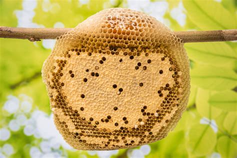 What Makes a Beehive? - Live Bee Removal