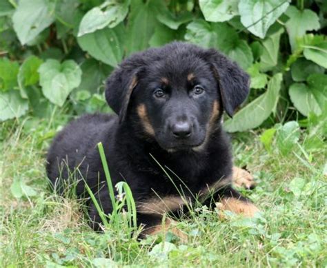 German Sheprador Puppies for Sale - Keystone Puppies