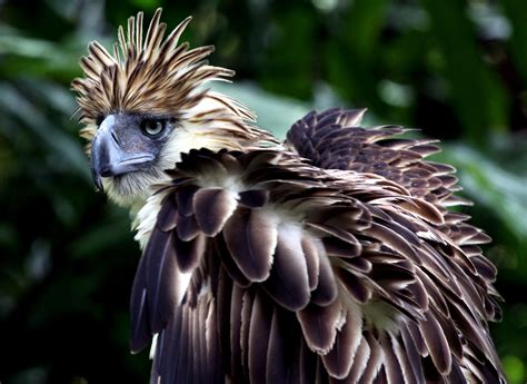 3 Philippine Eagle HD Wallpapers | Backgrounds - Wallpaper Abyss