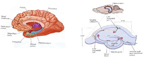 Figure 1 from Ltp Mechanisms in the Dentate Gyrus in Vivo | Semantic ...