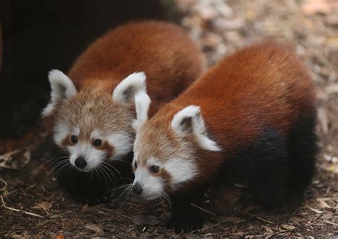 Red panda babies debut at Philadelphia Zoo; names sought – The Korea Times