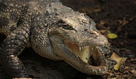 West African slender-snouted crocodile facts, distribution & population ...