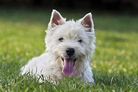 West Highland White Terrier Dog Breed Information