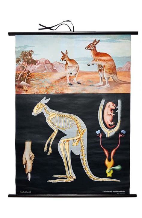 Kangaroo Poster as seen on Nordstrom.com | Red kangaroo, Kangaroo ...