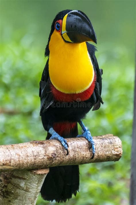 Toucan in the Brazilian Amazon Rainforest. Photographed in Belem ...