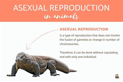 Asexual Reproduction in Animals and Examples - Definition, Types and More!