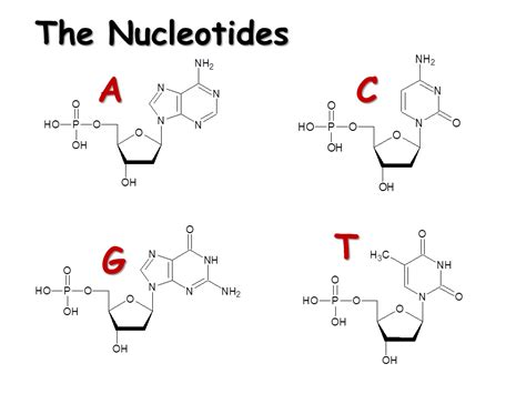 DNA. Structure and Replication - Presentation Biology