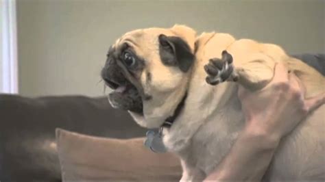 FUNNY Pug dogs - YouTube