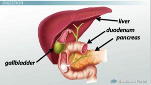 The Gallbladder & Liver: Function & Role in Digestion - Lesson | Study.com