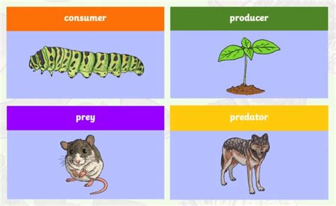 What is a Food Chain? | Animal Food Chain Facts | Twinkl