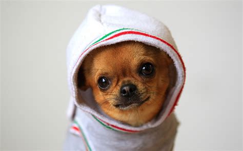 Chihuahua Puppies Wallpaper Desktop - WallpaperSafari