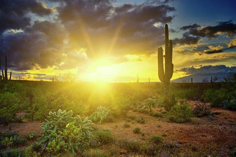 Saguaro National Park Sunset Photograph by Chance Kafka