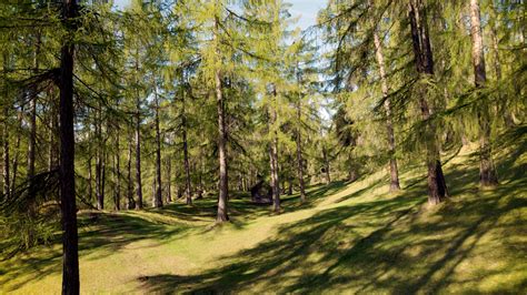 Larch forest hut pull out | aerial-footage.com