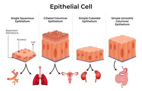 Epithelial Tissue - Introduction, Characteristics, Types, Importance ...