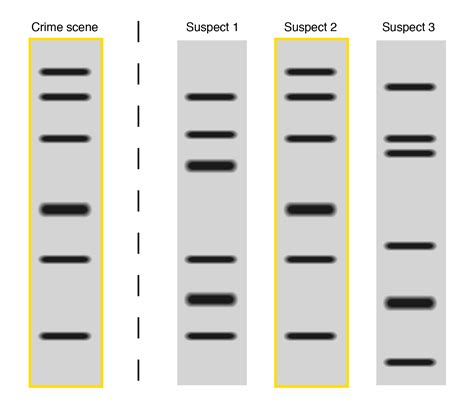 DNA Fingerprinting