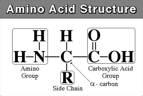 Grade 12 Biology Blog: Protein