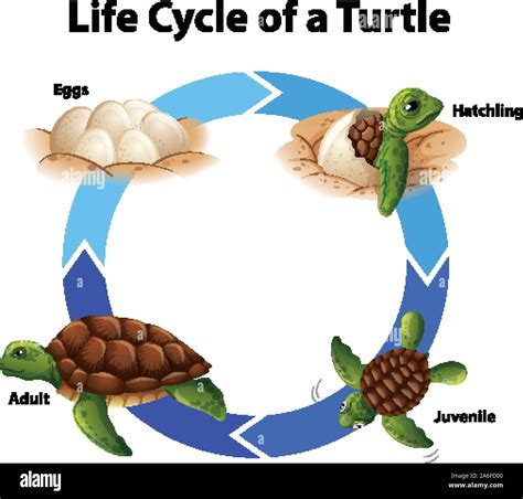 Diagram Showing Life Cycle Of Sea Turtle Illustration Stock Vector ...