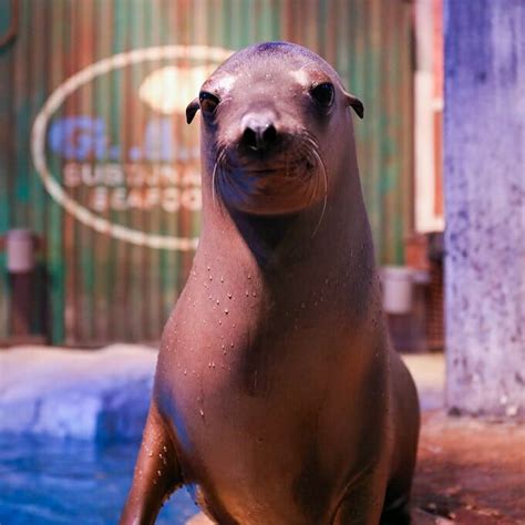 Sea Lion Encounter - Georgia Aquarium Sea Lion Encounter - Buy Today