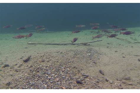 One fish, two fish: Okanagan Kokanee salmon prep for spawning season ...